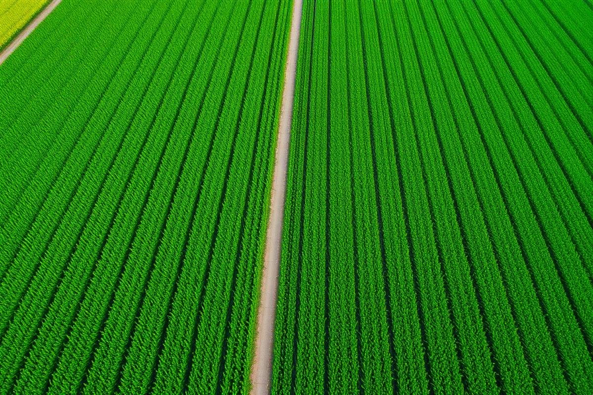 Productor en el campo