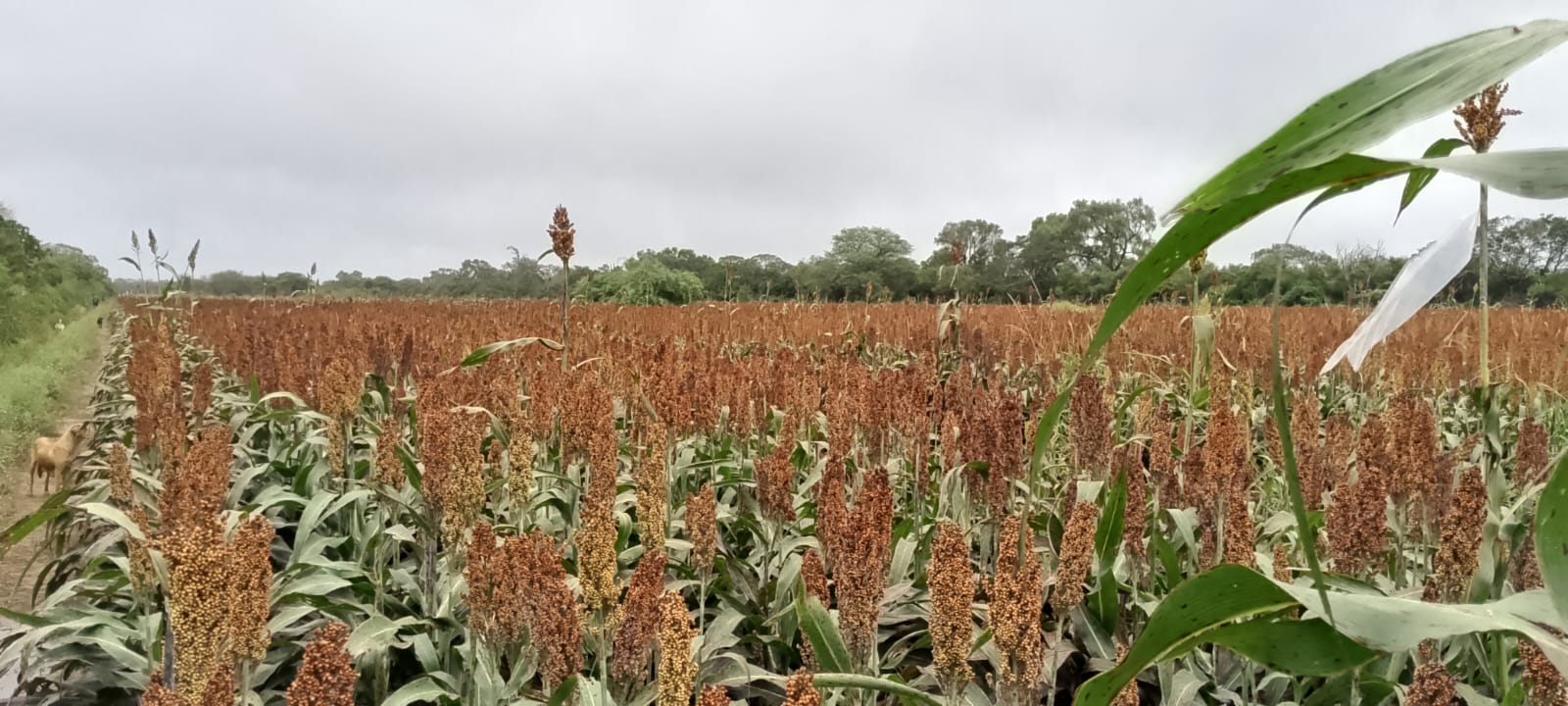 Campo de sorgo bajo cielo nublado